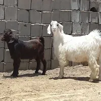 دوتا چپش چاق