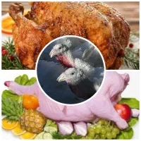 ازتولید به مصرف گوشت ارگانیک بوقلمون