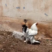 برهما