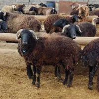گوسفند زنده موجود است بره