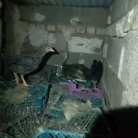 بوقلمون کرک جوان