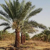 نیازمند نیروی خرما تکون دو نفر