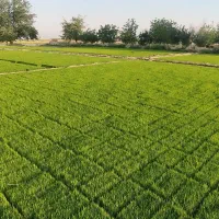فروش بذر سینی نشا شلتوک