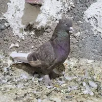 کبوتر دم سفید