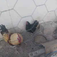 مرغ و خروس محلی