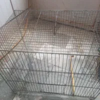 قفس جا پرنده