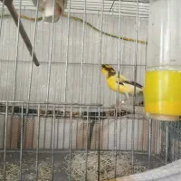 قناری نربخوانی بلند