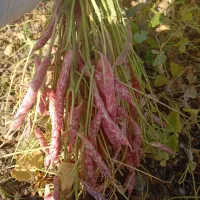 کارگر برای نخود و باغبانی