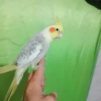 عروس هلندی