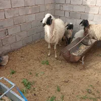 قوچ تخمی باغینی