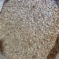 لوبیا ارتشی بذری
