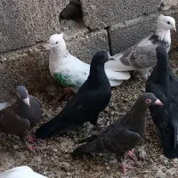 کبوتر