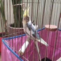 عروس هلندی ابلق دوکت سخنگو