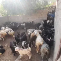 بز و بی