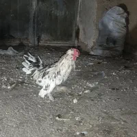 خروس پاکوتاه
