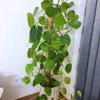 درخچه ی برگ انجیری طبیعی