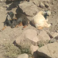 گوسفند چاق