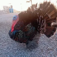 بوقلی نر