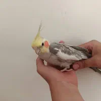 جوجه عروس هلندی سالم و آوازخوان