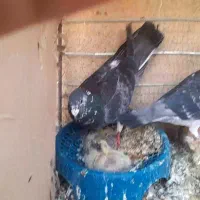 کفتر|پرنده|گناباد, |دیوار