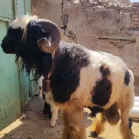 نرمیش تخمی جون و کله زنگی