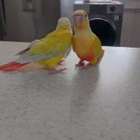 طوطی