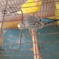 مرغ عشق