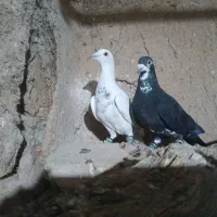کبوتر پرشی
