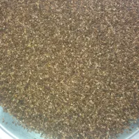 سمسم بذر للبیع