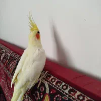 طوطی عروس