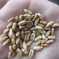 فروش گندم برداشت امسال