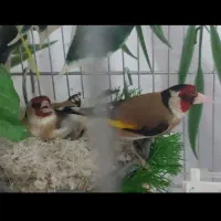 سهره ماده زاده قفس ۳ ساله کار داده ۵تخمه ضمانتی