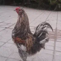 مرغ کرک ،خروس گلین