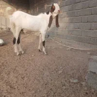 نری پاکستانی