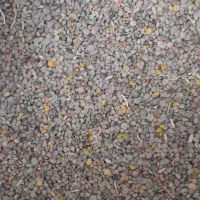 عدس ریز خوراک کبوتر