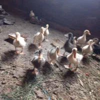 جوجه اردک جوجه بوقلمون جوجه مرغ