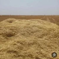 کاه گندم