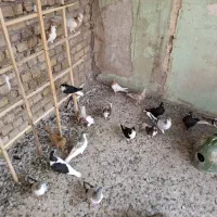 کبوتر رنگی