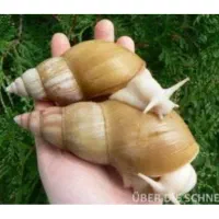 نگهداری رایگان حلزون آچاتینا آلبینو و جید