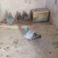 کفتر آلمانی