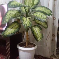 گل خوب|گل و گیاه طبیعی|شهرکرد, |دیوار