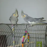 عروس هلندی