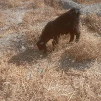 فروختن گوسفند