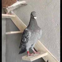 کبوتر