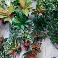 گل آگلونما پینک لیدی روتاندوم حبابی مادری ودیگرگل