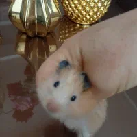 همستر ماده باردار کارداده