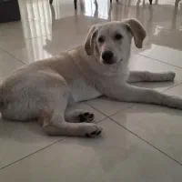 گلدن رتریور