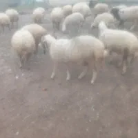 گوسفند با بره نر و تعدادی نر محلی