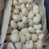 قارچ لوکس و درجه ۱