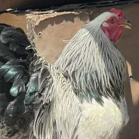 خروس برهما(سلطان. امپراطور)